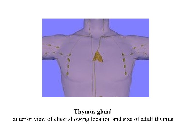 Thymus gland anterior view of chest showing location and size of adult thymus 
