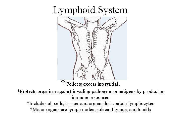 Lymphoid System *Collects excess interstitial. *Protects organism against invading pathogens or antigens by producing