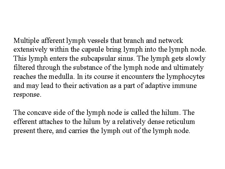 Multiple afferent lymph vessels that branch and network extensively within the capsule bring lymph
