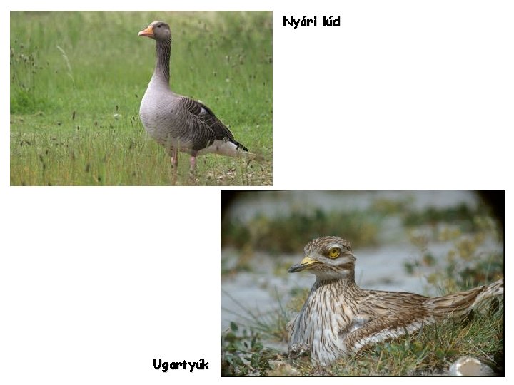 Nyári lúd Ugartyúk Nyári lúd Ugartyúk