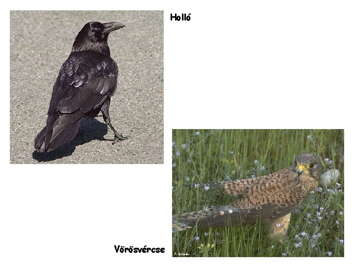 Holló Vörösvércse 