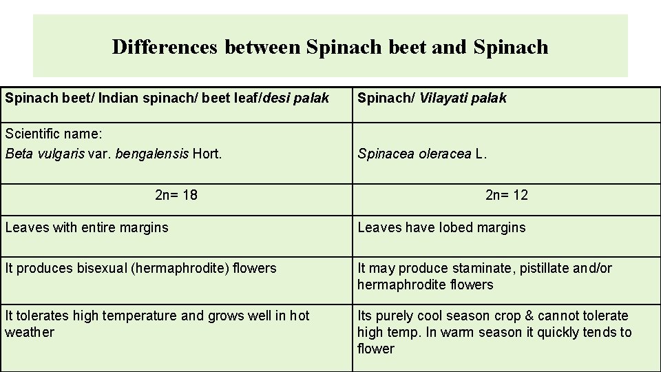 Differences between Spinach beet and Spinach beet/ Indian spinach/ beet leaf/desi palak Spinach/ Vilayati