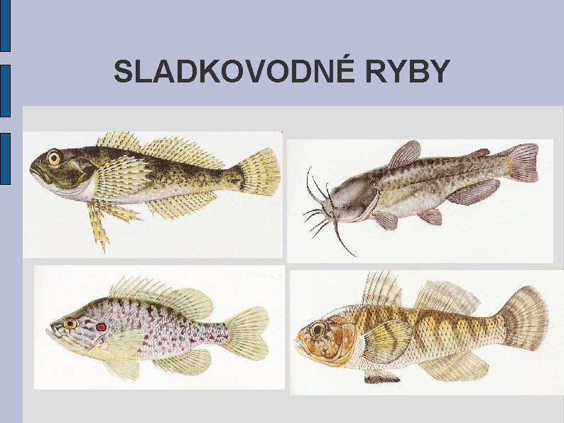 SLADKOVODNÉ RYBY 