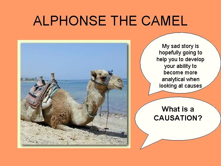 ALPHONSE THE CAMEL My sad story is hopefully going to help you to develop ALPHONSE THE CAMEL My sad story is hopefully going to help you to develop