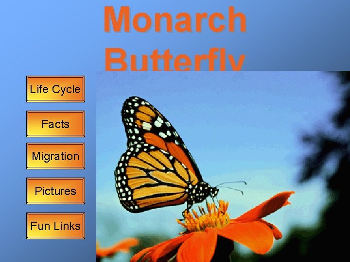 Monarch Butterfly Life Cycle Facts Migration Pictures Fun Links 