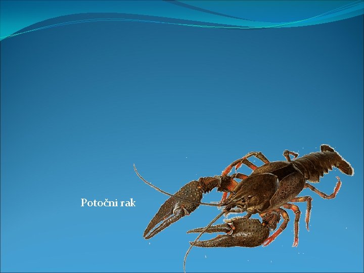 RAKI Januar 2016 Uvod Raki so raznovrstna skupina