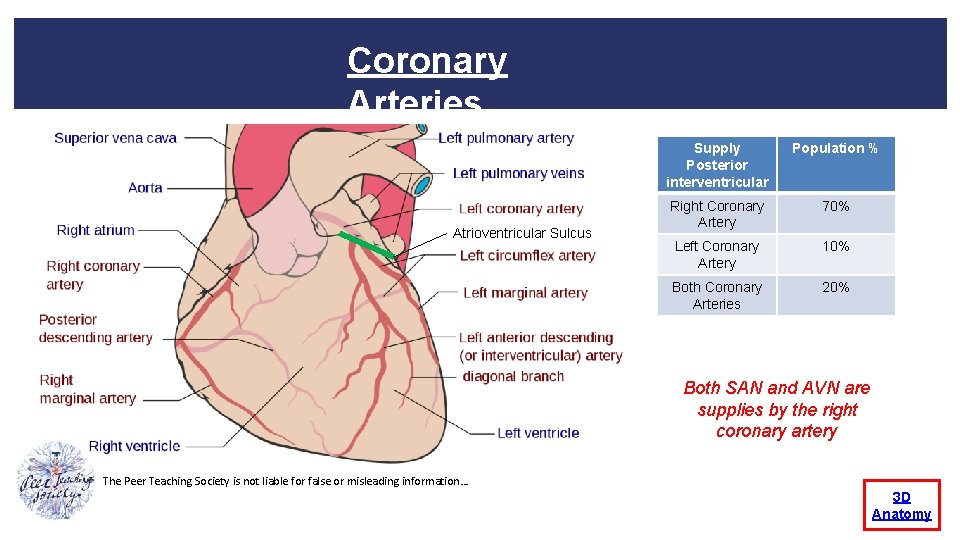 Coronary Arteries Atrioventricular Sulcus Supply Posterior interventricular Population % Right Coronary Artery 70% Left