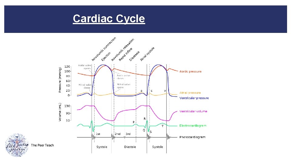 Cardiac Cycle The Peer Teaching Society is not liable for false or misleading information…
