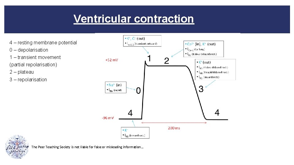 Ventricular contraction 4 – resting membrane potential 0 – depolarisation 1 – transient movement
