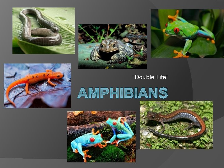 “Double Life” AMPHIBIANS 