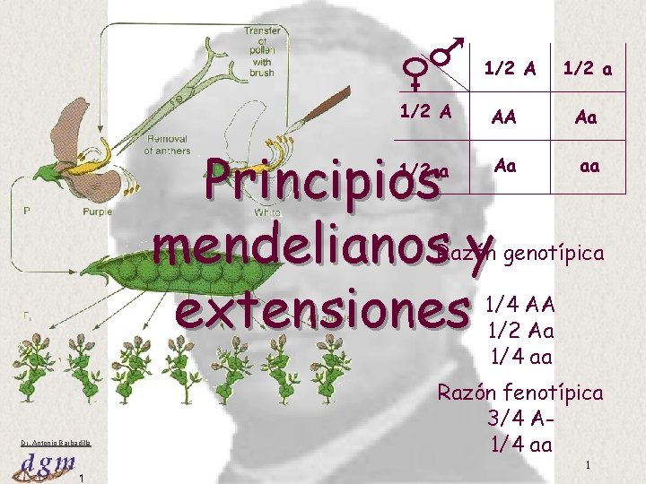 1/2 A AA Principios mendelianos y extensiones Aa 1/2 a Aa aa Razón genotípica 1/2 A AA Principios mendelianos y extensiones Aa 1/2 a Aa aa Razón genotípica