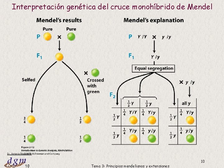 Interpretación genética del cruce monohíbrido de Mendel Dr. Antonio Barbadilla 10 Tema 3: Principios Interpretación genética del cruce monohíbrido de Mendel Dr. Antonio Barbadilla 10 Tema 3: Principios