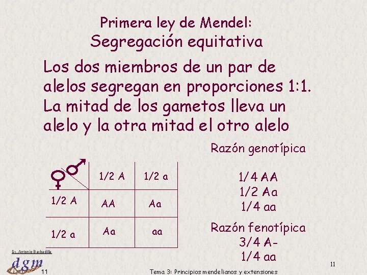 Primera ley de Mendel: Segregación equitativa Los dos miembros de un par de alelos Primera ley de Mendel: Segregación equitativa Los dos miembros de un par de alelos