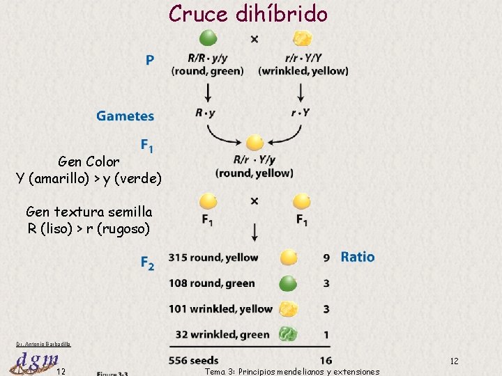 Cruce dihíbrido Gen Color Y (amarillo) > y (verde) Gen textura semilla R (liso) Cruce dihíbrido Gen Color Y (amarillo) > y (verde) Gen textura semilla R (liso)