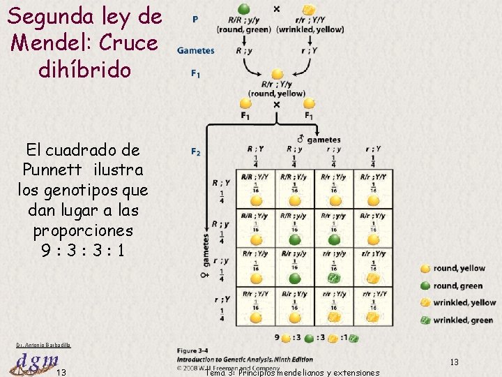 Segunda ley de Mendel: Cruce dihíbrido El cuadrado de Punnett ilustra los genotipos que Segunda ley de Mendel: Cruce dihíbrido El cuadrado de Punnett ilustra los genotipos que