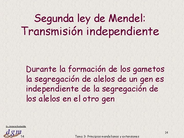 Segunda ley de Mendel: Transmisión independiente Durante la formación de los gametos la segregación Segunda ley de Mendel: Transmisión independiente Durante la formación de los gametos la segregación