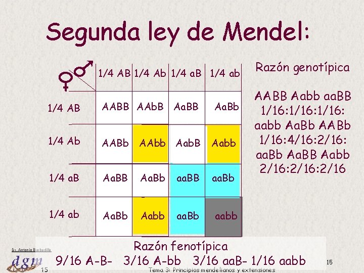 Segunda ley de Mendel: 1/4 AB 1/4 Ab 1/4 a. B 1/4 ab 1/4 Segunda ley de Mendel: 1/4 AB 1/4 Ab 1/4 a. B 1/4 ab 1/4