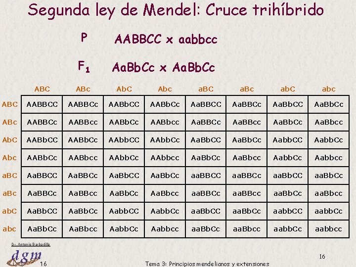 Segunda ley de Mendel: Cruce trihíbrido P AABBCC x aabbcc F 1 Aa. Bb. Segunda ley de Mendel: Cruce trihíbrido P AABBCC x aabbcc F 1 Aa. Bb.