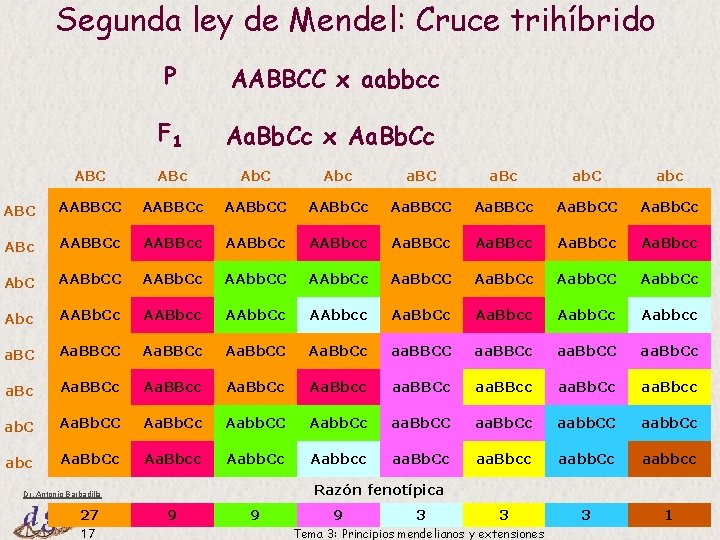 Segunda ley de Mendel: Cruce trihíbrido P AABBCC x aabbcc F 1 Aa. Bb. Segunda ley de Mendel: Cruce trihíbrido P AABBCC x aabbcc F 1 Aa. Bb.