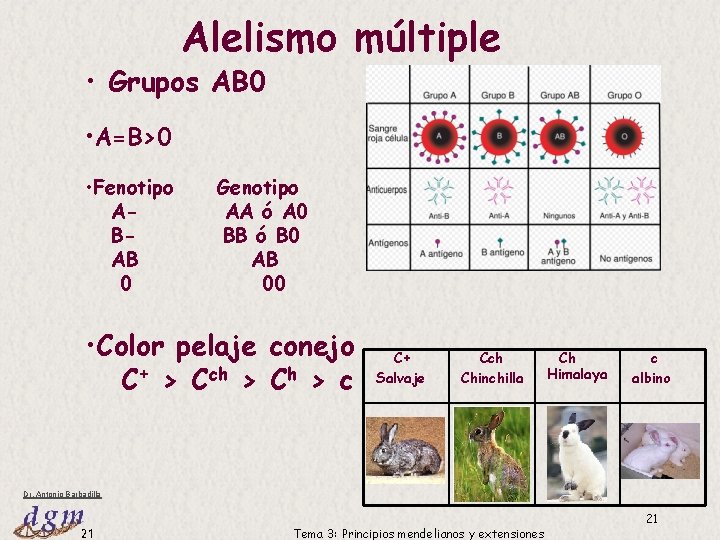 Alelismo múltiple • Grupos AB 0 • A=B>0 • Fenotipo ABAB 0 Genotipo AA Alelismo múltiple • Grupos AB 0 • A=B>0 • Fenotipo ABAB 0 Genotipo AA