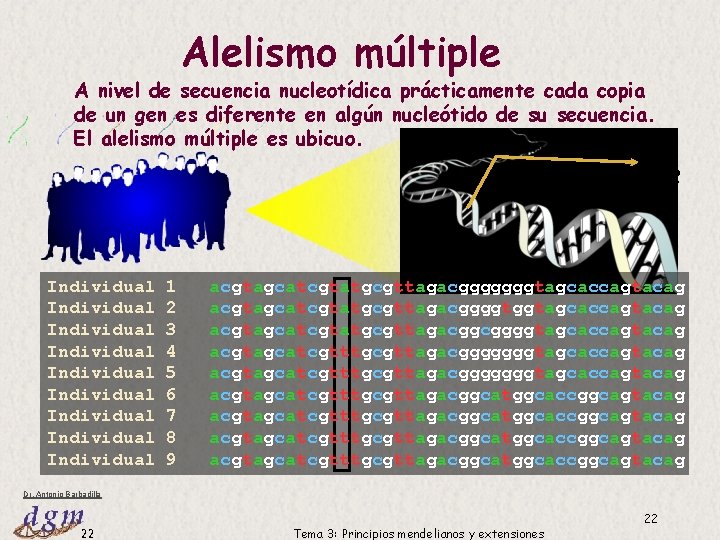 Alelismo múltiple A nivel de secuencia nucleotídica prácticamente cada copia de un gen es Alelismo múltiple A nivel de secuencia nucleotídica prácticamente cada copia de un gen es