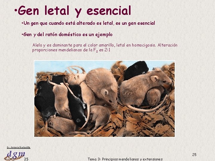 • Gen letal y esencial • Un gen que cuando está alterado es • Gen letal y esencial • Un gen que cuando está alterado es