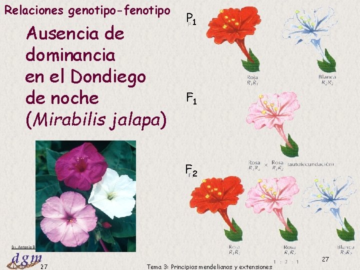 Relaciones genotipo-fenotipo Ausencia de dominancia en el Dondiego de noche (Mirabilis jalapa) P 1 Relaciones genotipo-fenotipo Ausencia de dominancia en el Dondiego de noche (Mirabilis jalapa) P 1