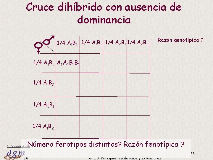 Cruce dihíbrido con ausencia de dominancia 1/4 A 1 B 1 1/4 A 1 Cruce dihíbrido con ausencia de dominancia 1/4 A 1 B 1 1/4 A 1