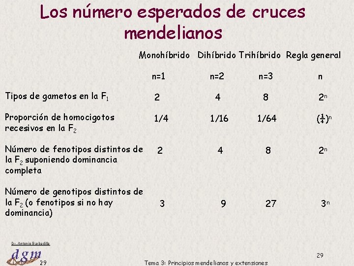 Los número esperados de cruces mendelianos Monohíbrido Dihíbrido Trihíbrido Regla general n=1 n=2 n=3 Los número esperados de cruces mendelianos Monohíbrido Dihíbrido Trihíbrido Regla general n=1 n=2 n=3