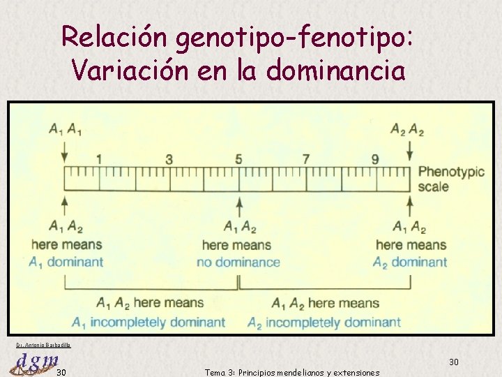 Relación genotipo-fenotipo: Variación en la dominancia Dr. Antonio Barbadilla 30 Tema 3: Principios mendelianos Relación genotipo-fenotipo: Variación en la dominancia Dr. Antonio Barbadilla 30 Tema 3: Principios mendelianos