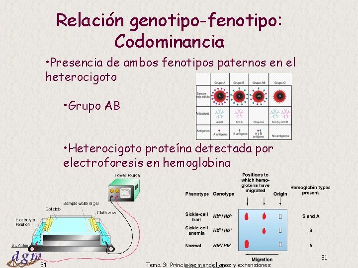 Relación genotipo-fenotipo: Codominancia • Presencia de ambos fenotipos paternos en el heterocigoto • Grupo Relación genotipo-fenotipo: Codominancia • Presencia de ambos fenotipos paternos en el heterocigoto • Grupo