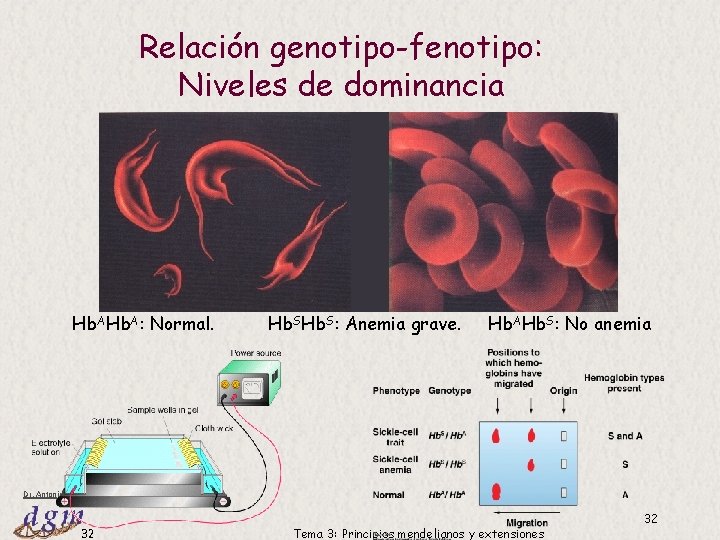 Relación genotipo-fenotipo: Niveles de dominancia Hb. A: Normal. Hb. S: Anemia grave. Hb. AHb. Relación genotipo-fenotipo: Niveles de dominancia Hb. A: Normal. Hb. S: Anemia grave. Hb. AHb.