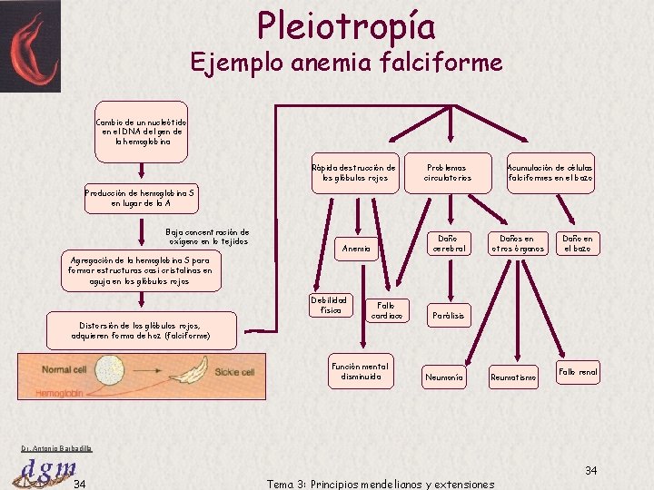 Pleiotropía Ejemplo anemia falciforme Cambio de un nucleótido en el DNA del gen de Pleiotropía Ejemplo anemia falciforme Cambio de un nucleótido en el DNA del gen de