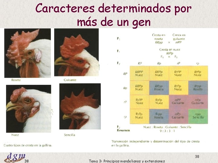 Caracteres determinados por más de un gen Dr. Antonio Barbadilla 38 Tema 3: Principios Caracteres determinados por más de un gen Dr. Antonio Barbadilla 38 Tema 3: Principios