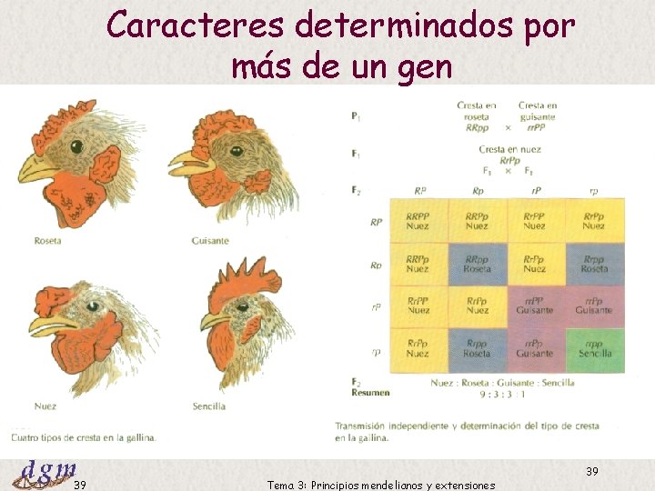 Caracteres determinados por más de un gen Dr. Antonio Barbadilla 39 Tema 3: Principios Caracteres determinados por más de un gen Dr. Antonio Barbadilla 39 Tema 3: Principios