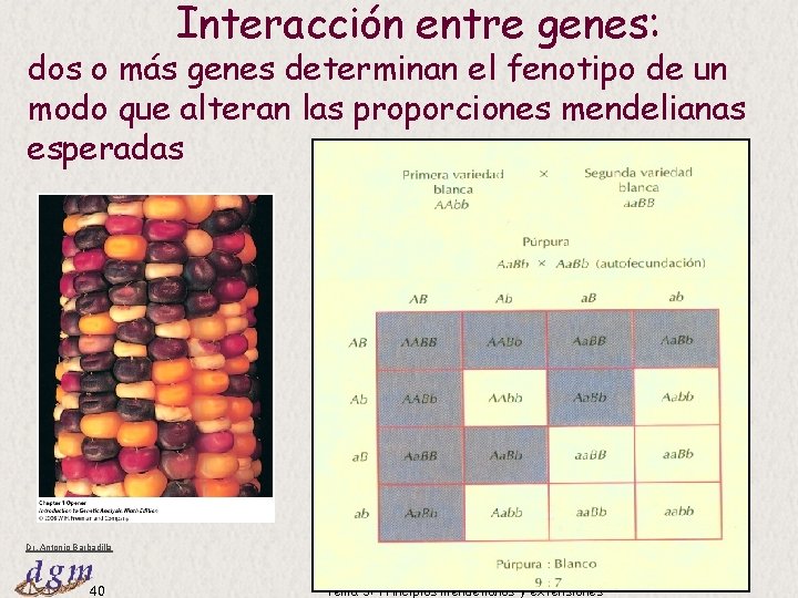 Interacción entre genes: dos o más genes determinan el fenotipo de un modo que Interacción entre genes: dos o más genes determinan el fenotipo de un modo que