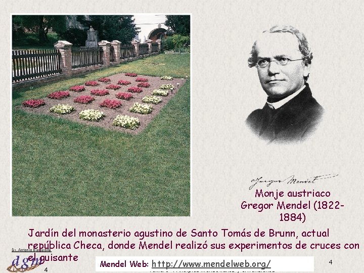 Monje austriaco Gregor Mendel (18221884) Jardín del monasterio agustino de Santo Tomás de Brunn, Monje austriaco Gregor Mendel (18221884) Jardín del monasterio agustino de Santo Tomás de Brunn,