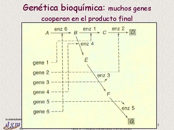 Genética bioquímica: muchos genes cooperan en el producto final Dr. Antonio Barbadilla 43 Tema Genética bioquímica: muchos genes cooperan en el producto final Dr. Antonio Barbadilla 43 Tema