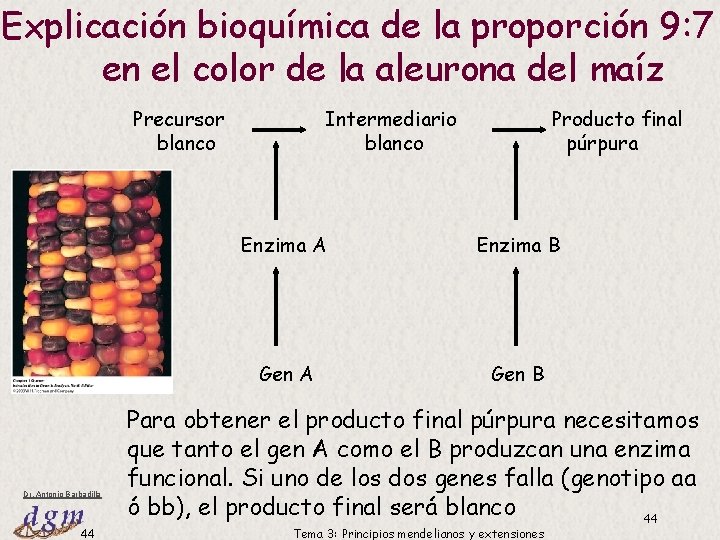 Explicación bioquímica de la proporción 9: 7 en el color de la aleurona del Explicación bioquímica de la proporción 9: 7 en el color de la aleurona del