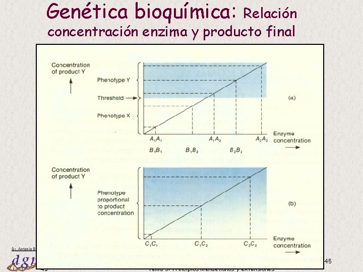 Genética bioquímica: Relación concentración enzima y producto final Dr. Antonio Barbadilla 45 Tema 3: Genética bioquímica: Relación concentración enzima y producto final Dr. Antonio Barbadilla 45 Tema 3: