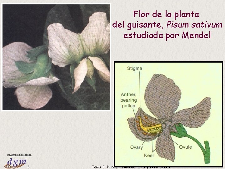 Flor de la planta del guisante, Pisum sativum estudiada por Mendel Dr. Antonio Barbadilla Flor de la planta del guisante, Pisum sativum estudiada por Mendel Dr. Antonio Barbadilla