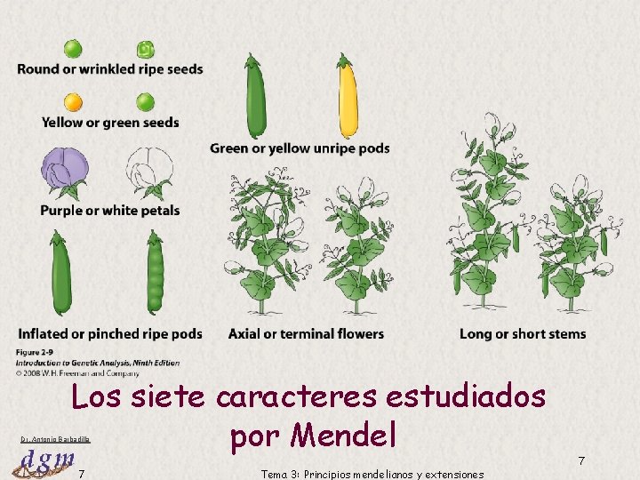 Los siete caracteres estudiados por Mendel Dr. Antonio Barbadilla 7 Tema 3: Principios mendelianos Los siete caracteres estudiados por Mendel Dr. Antonio Barbadilla 7 Tema 3: Principios mendelianos