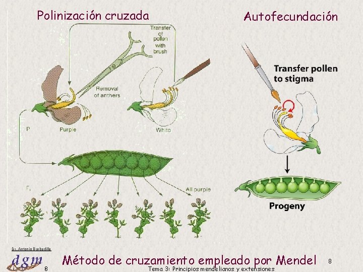 Polinización cruzada Dr. Antonio Barbadilla 8 Autofecundación Método de cruzamiento empleado por Mendel Tema Polinización cruzada Dr. Antonio Barbadilla 8 Autofecundación Método de cruzamiento empleado por Mendel Tema