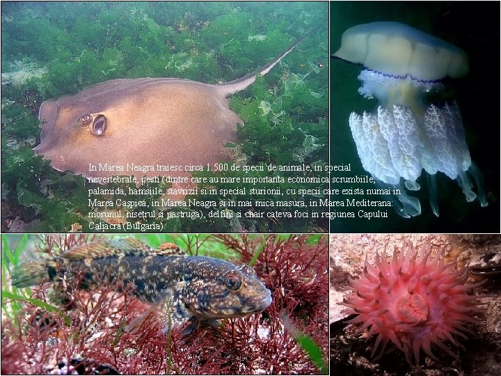 In Marea Neagra traiesc circa 1. 500 de specii de animale, in special nevertebrate, In Marea Neagra traiesc circa 1. 500 de specii de animale, in special nevertebrate,