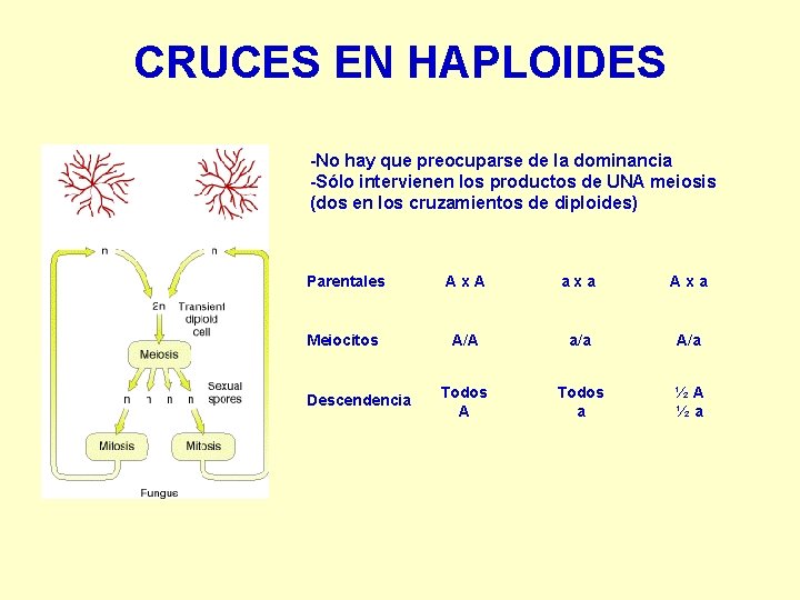 CRUCES EN HAPLOIDES -No hay que preocuparse de la dominancia -Sólo intervienen los productos CRUCES EN HAPLOIDES -No hay que preocuparse de la dominancia -Sólo intervienen los productos