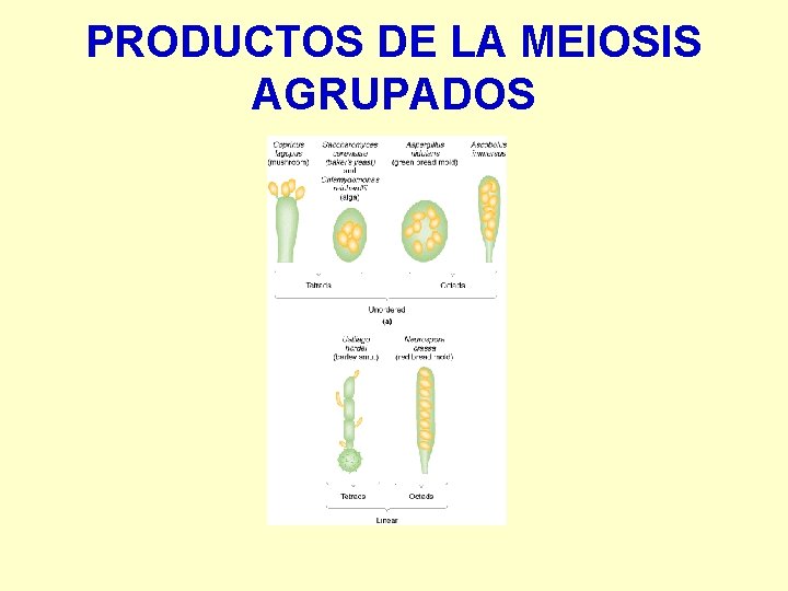 PRODUCTOS DE LA MEIOSIS AGRUPADOS PRODUCTOS DE LA MEIOSIS AGRUPADOS