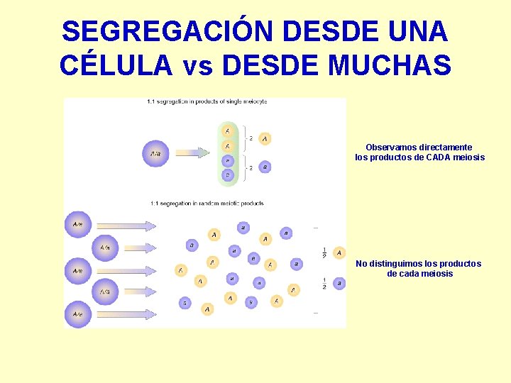 SEGREGACIÓN DESDE UNA CÉLULA vs DESDE MUCHAS Observamos directamente los productos de CADA meiosis SEGREGACIÓN DESDE UNA CÉLULA vs DESDE MUCHAS Observamos directamente los productos de CADA meiosis