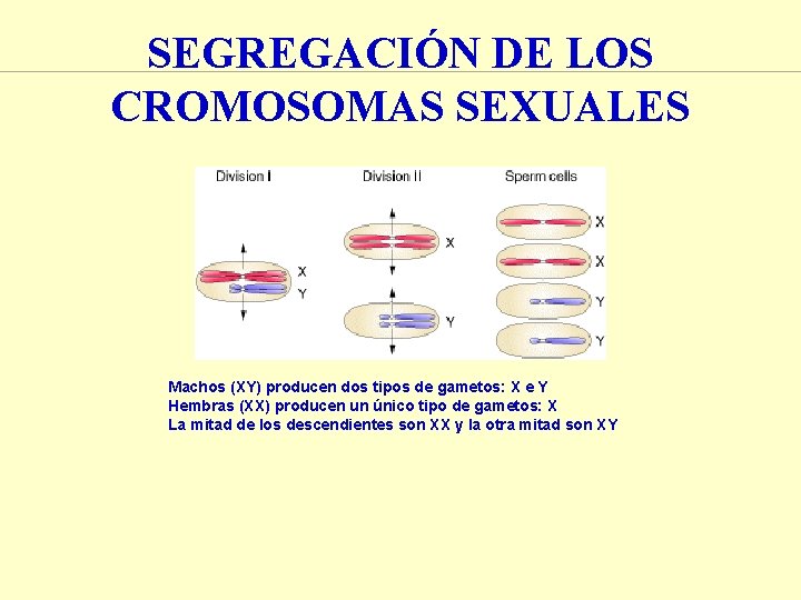 SEGREGACIÓN DE LOS CROMOSOMAS SEXUALES Machos (XY) producen dos tipos de gametos: X e SEGREGACIÓN DE LOS CROMOSOMAS SEXUALES Machos (XY) producen dos tipos de gametos: X e