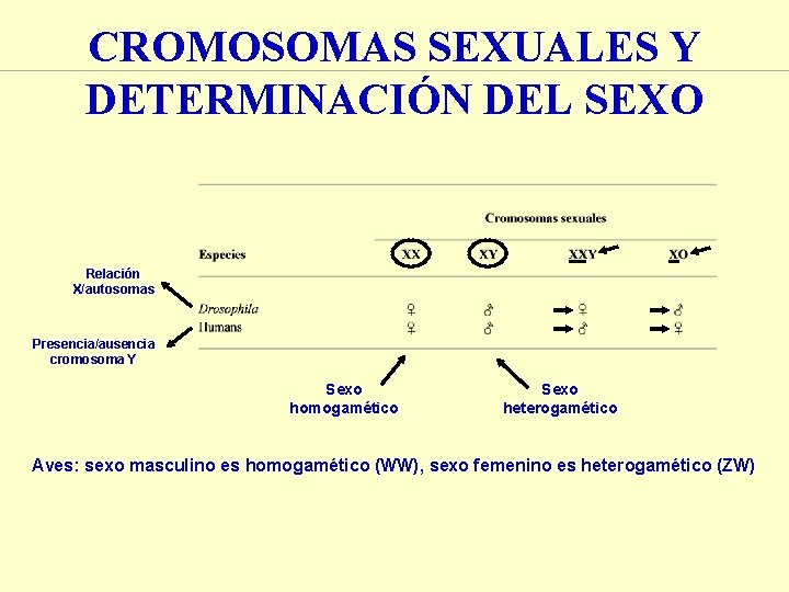 CROMOSOMAS SEXUALES Y DETERMINACIÓN DEL SEXO Relación X/autosomas Presencia/ausencia cromosoma Y Sexo homogamético Sexo CROMOSOMAS SEXUALES Y DETERMINACIÓN DEL SEXO Relación X/autosomas Presencia/ausencia cromosoma Y Sexo homogamético Sexo
