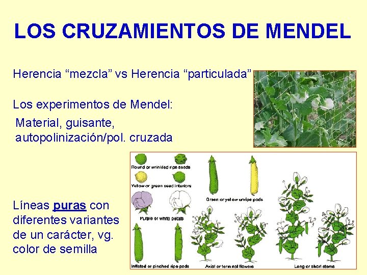 LOS CRUZAMIENTOS DE MENDEL Herencia “mezcla” vs Herencia “particulada” Los experimentos de Mendel: Material, LOS CRUZAMIENTOS DE MENDEL Herencia “mezcla” vs Herencia “particulada” Los experimentos de Mendel: Material,